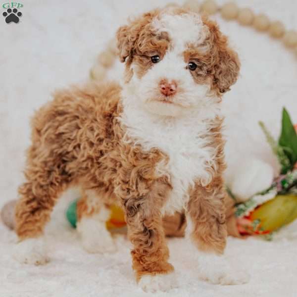 Elsa (Micro Mini), Mini Bernedoodle Puppy