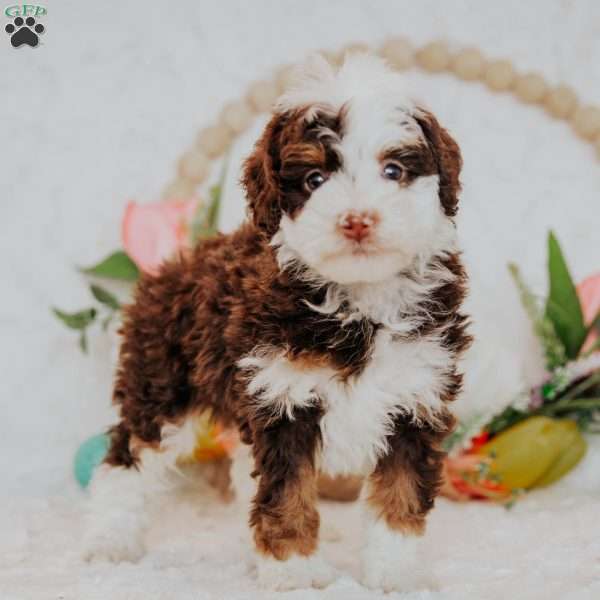 Emma (Micro Mini), Mini Bernedoodle Puppy