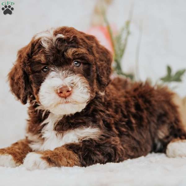 Ernie (Micro Mini), Mini Bernedoodle Puppy