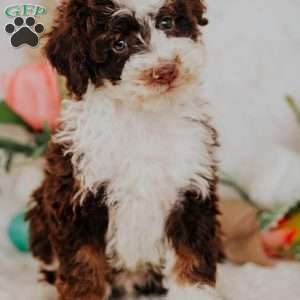 Evan (Micro Mini), Mini Bernedoodle Puppy