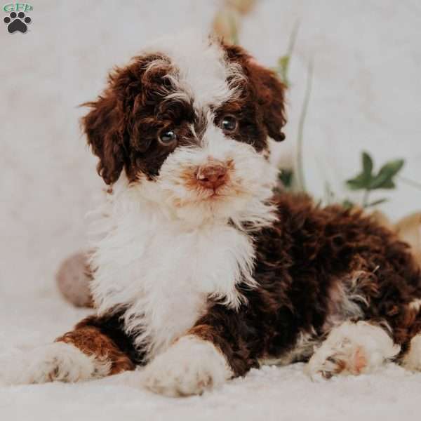 Evan (Micro Mini), Mini Bernedoodle Puppy