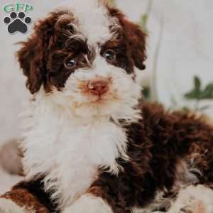 Evan (Micro Mini), Mini Bernedoodle Puppy