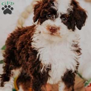 Evan (Micro Mini), Mini Bernedoodle Puppy