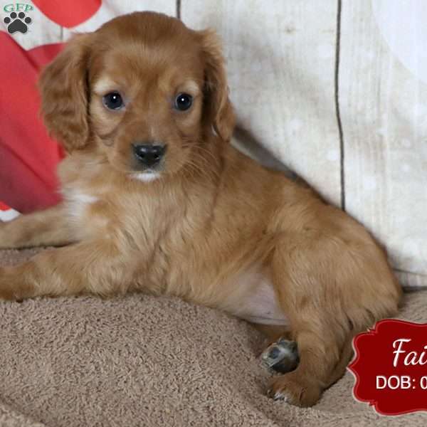 Faith, Cavapoo Puppy