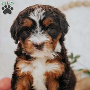 Falcon, Bernedoodle Puppy