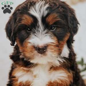 Falcon, Bernedoodle Puppy