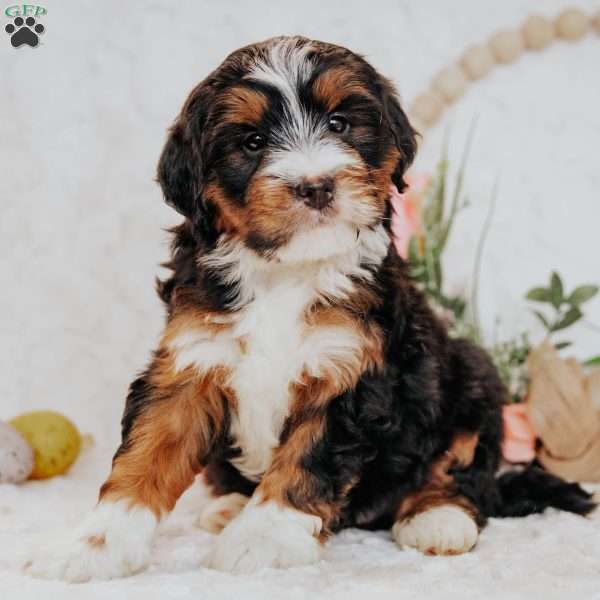 Falcon, Bernedoodle Puppy