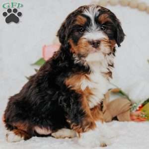 Falcon, Bernedoodle Puppy