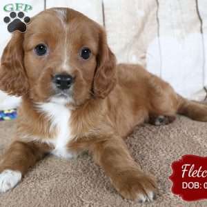 Fletcher, Cavapoo Puppy