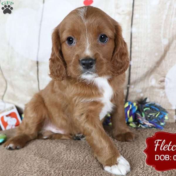 Fletcher, Cavapoo Puppy