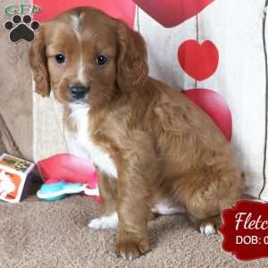 Fletcher, Cavapoo Puppy