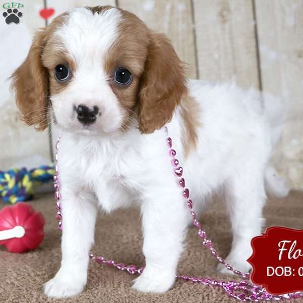 Flora, Cavapoo Puppy