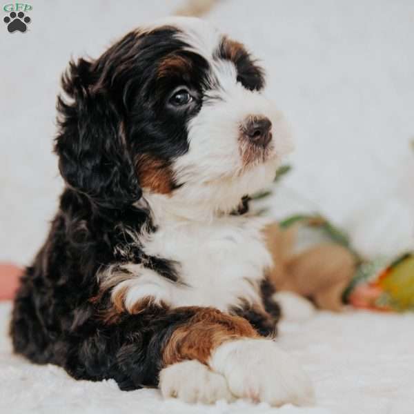 Florence, Bernedoodle Puppy