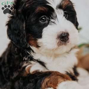 Florence, Bernedoodle Puppy