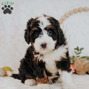 Florence, Bernedoodle Puppy