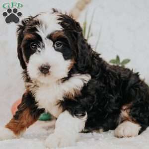 Florence, Bernedoodle Puppy