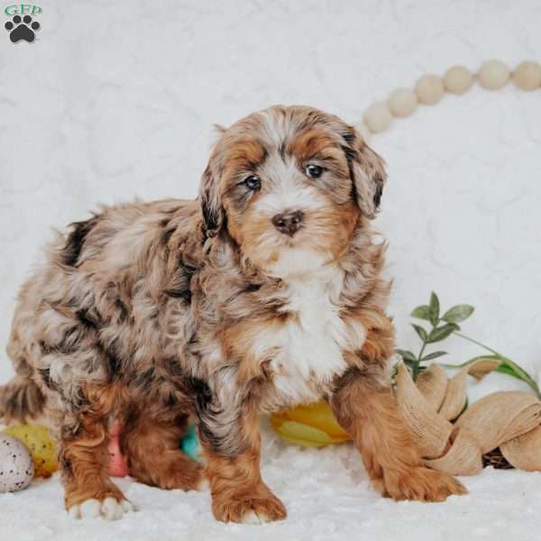 Flower, Bernedoodle Puppy