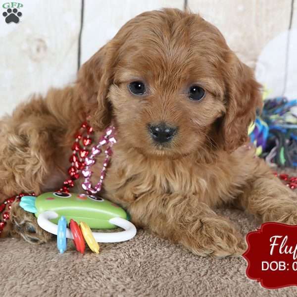 Fluffy, Cavapoo Puppy