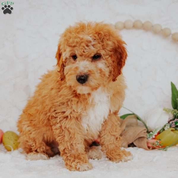 Gallo, Mini Goldendoodle Puppy