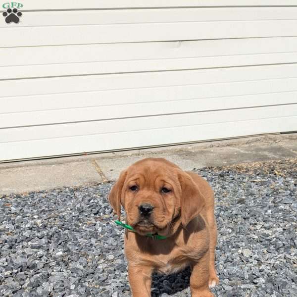 Shyla, Fox Red Labrador Retriever Puppy