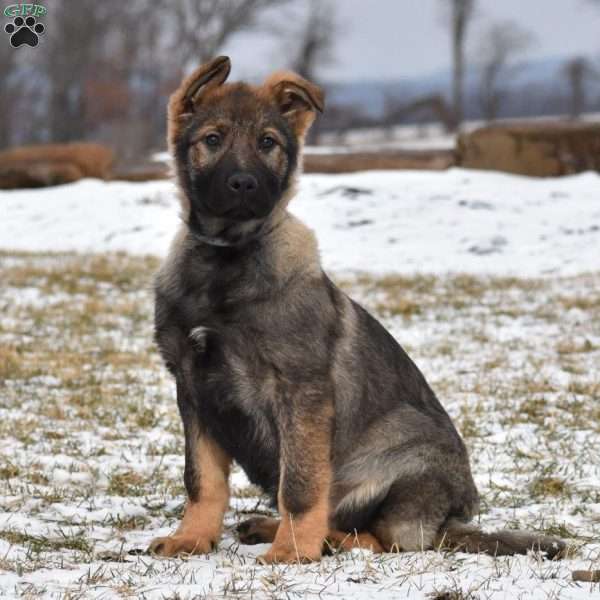 Hadassah, German Shepherd Puppy