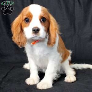 Hailey, Cavalier King Charles Spaniel Puppy