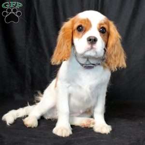 Hannah, Cavalier King Charles Spaniel Puppy