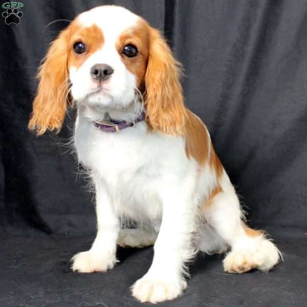 Hannah, Cavalier King Charles Spaniel Puppy