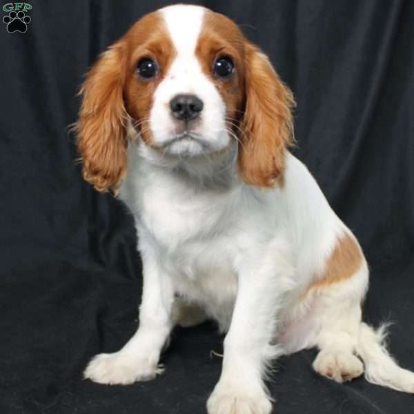 Happy, Cavalier King Charles Spaniel Puppy