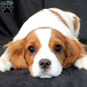 Happy, Cavalier King Charles Spaniel Puppy