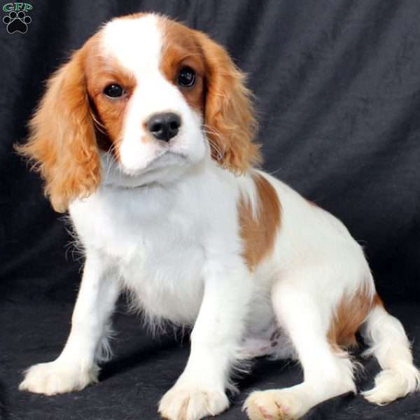 Henry, Cavalier King Charles Spaniel Puppy