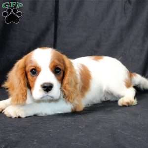 Henry, Cavalier King Charles Spaniel Puppy