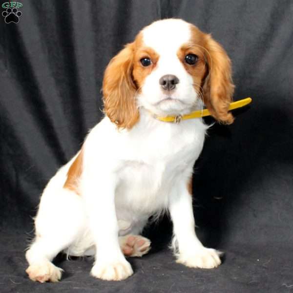 Honeydew, Cavalier King Charles Spaniel Puppy