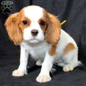 Honeydew, Cavalier King Charles Spaniel Puppy