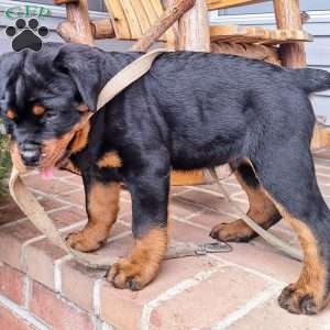 Romero, Rottweiler Puppy