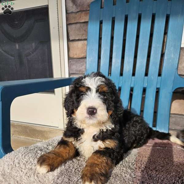 Willow, Bernedoodle Puppy