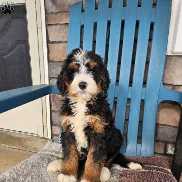 Daisy, Bernedoodle Puppy