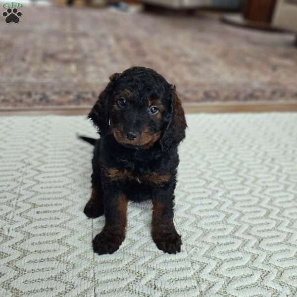 Gunner, Mini Goldendoodle Puppy