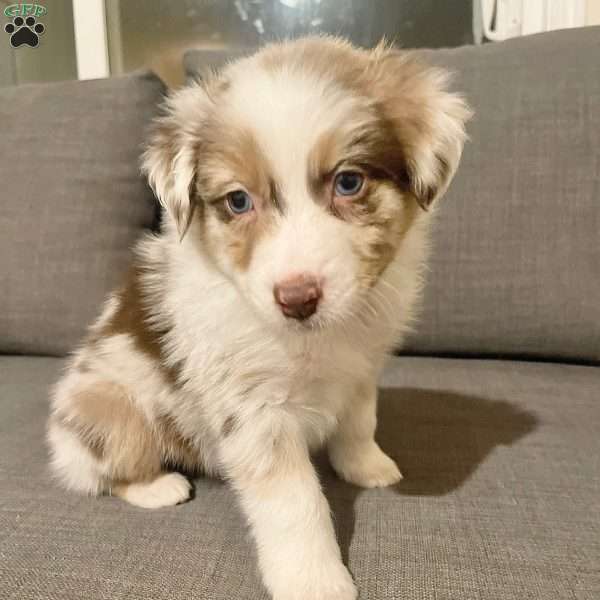 Mufasa, Australian Shepherd Puppy