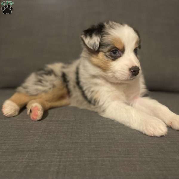 Nala, Australian Shepherd Puppy