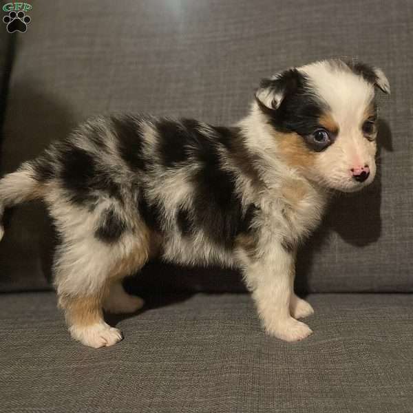 Rosemary, Australian Shepherd Puppy