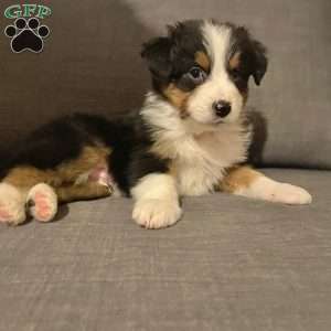 Drake, Australian Shepherd Puppy