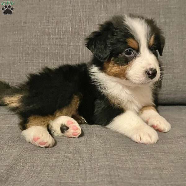 Drake, Australian Shepherd Puppy