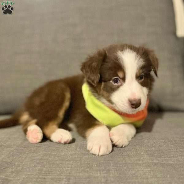 Brownie, Australian Shepherd Puppy