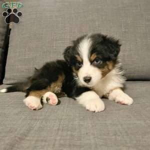 Drake, Australian Shepherd Puppy