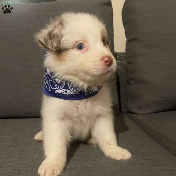 Simba, Australian Shepherd Puppy