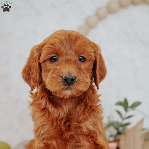 Jacob, Mini Goldendoodle Puppy