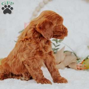 Jacob, Mini Goldendoodle Puppy