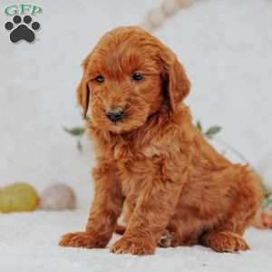 Jacob, Mini Goldendoodle Puppy