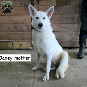 Marcella, German Shepherd Puppy